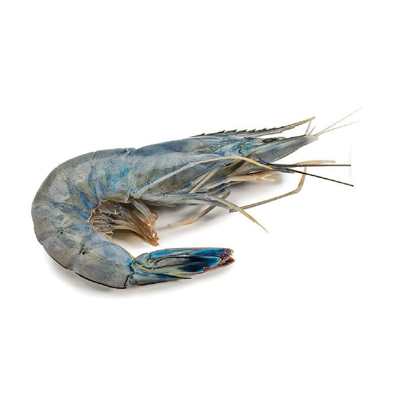 Acquista e ricevi a casa il gambero blu - Crudi Orapesce