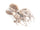 Molluschi Molluschi
