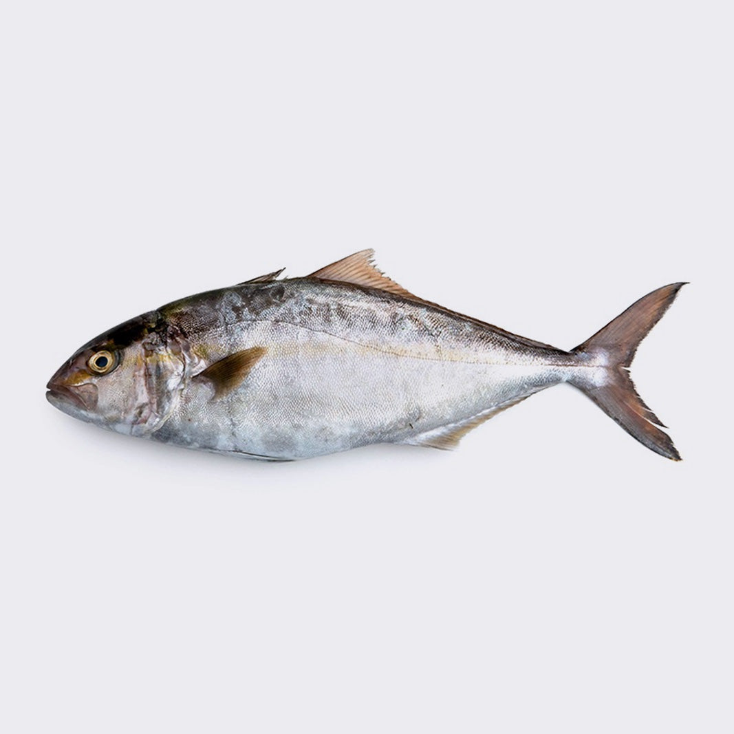 Ricciola Shop Online Orapesce Ricciola Shop Online Orapesce