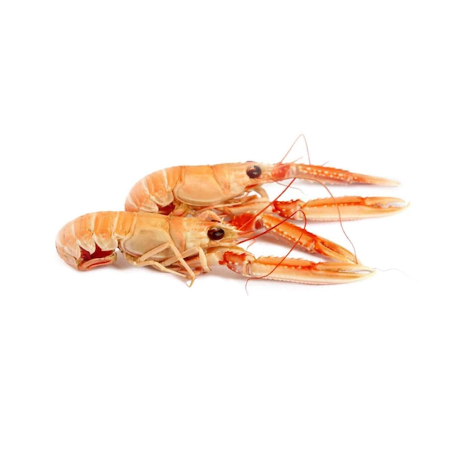 Acquista online gli scampi Porcupine - Crudi Orapesce