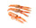 Crostacei Crostacei