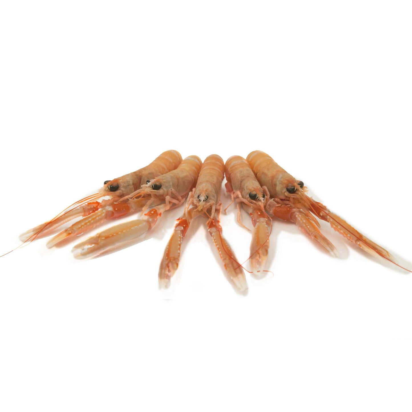 Acquista online gli scampi Sicilia - Crudi Orapesce