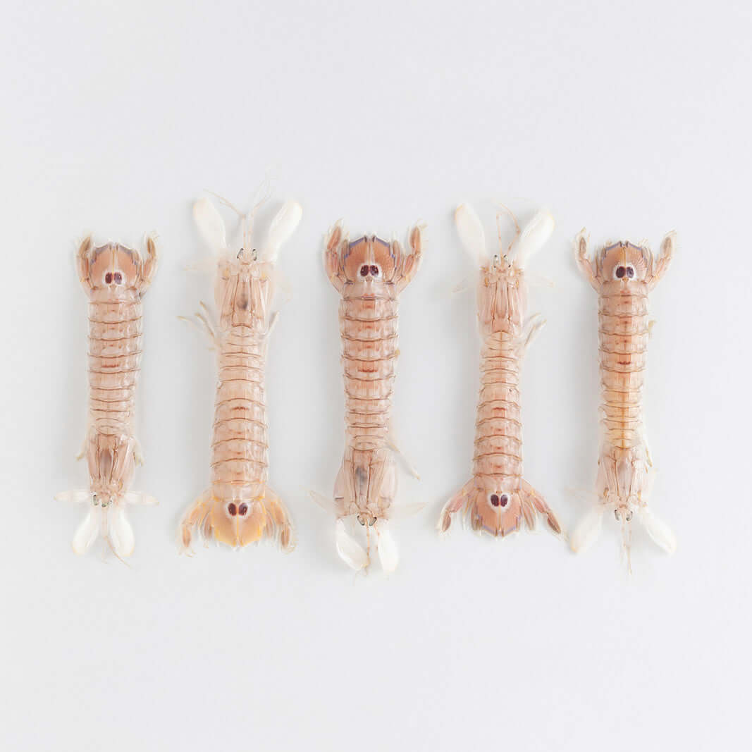 Orapesce - Acquista online le canocchie o cicale di mare fresche