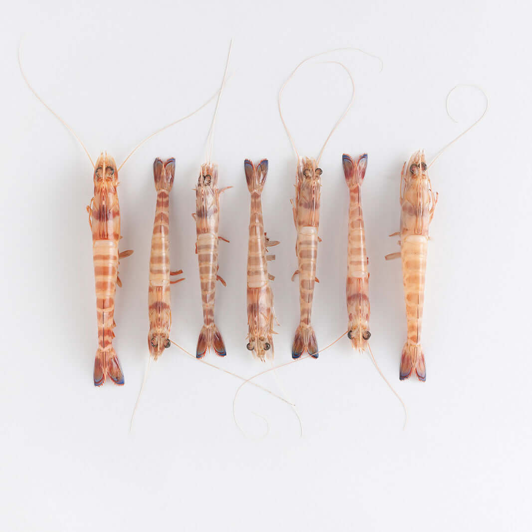 Orapesce - Acquista online le mazzancolle fresche