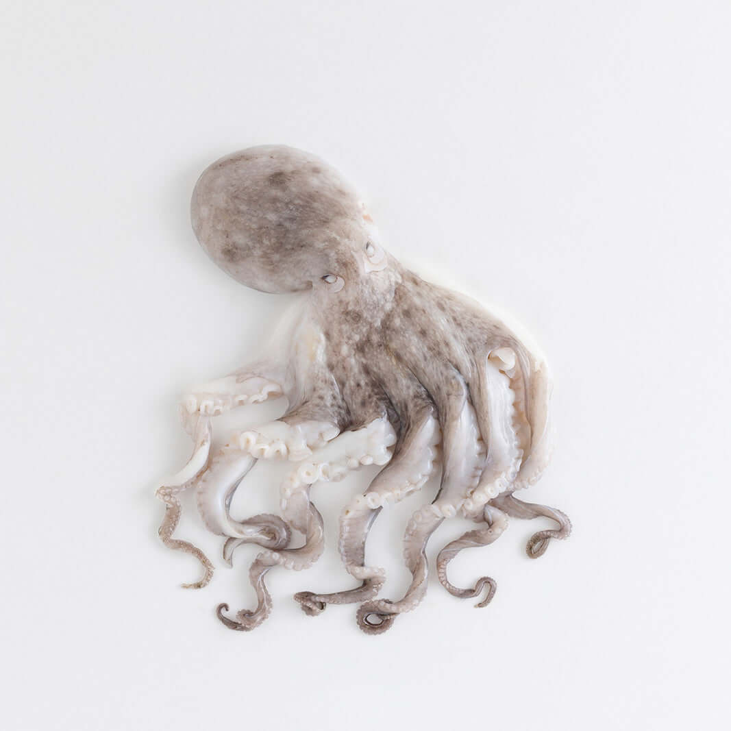 Orapesce - Acquista online il moscardino dell'Adriatico fresco