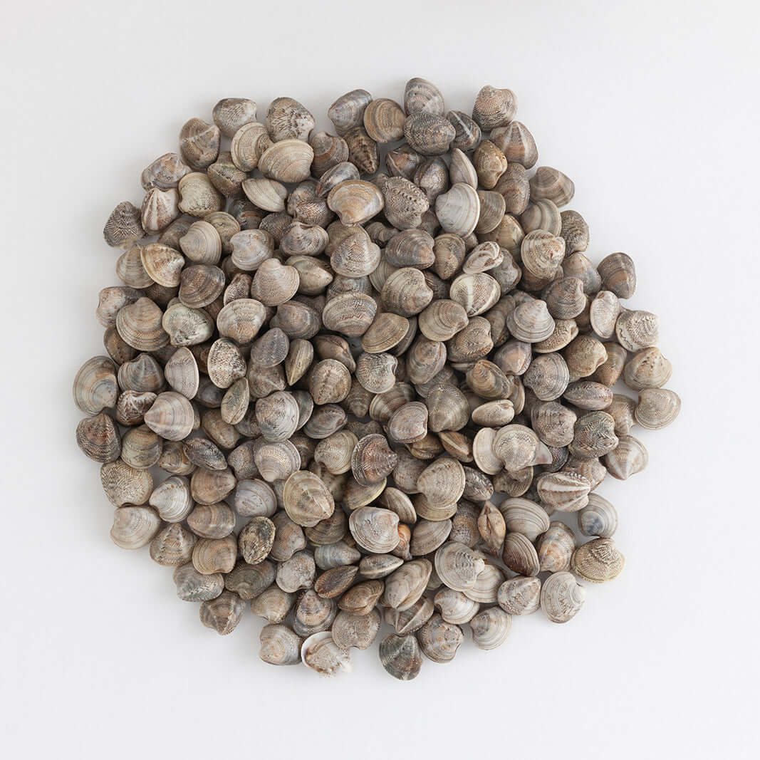 Orapesce - Acquista online le vongole lupino o lupini