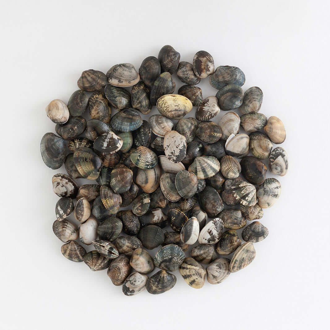 Orapesce - Acquista online le vongole veraci (allevate)