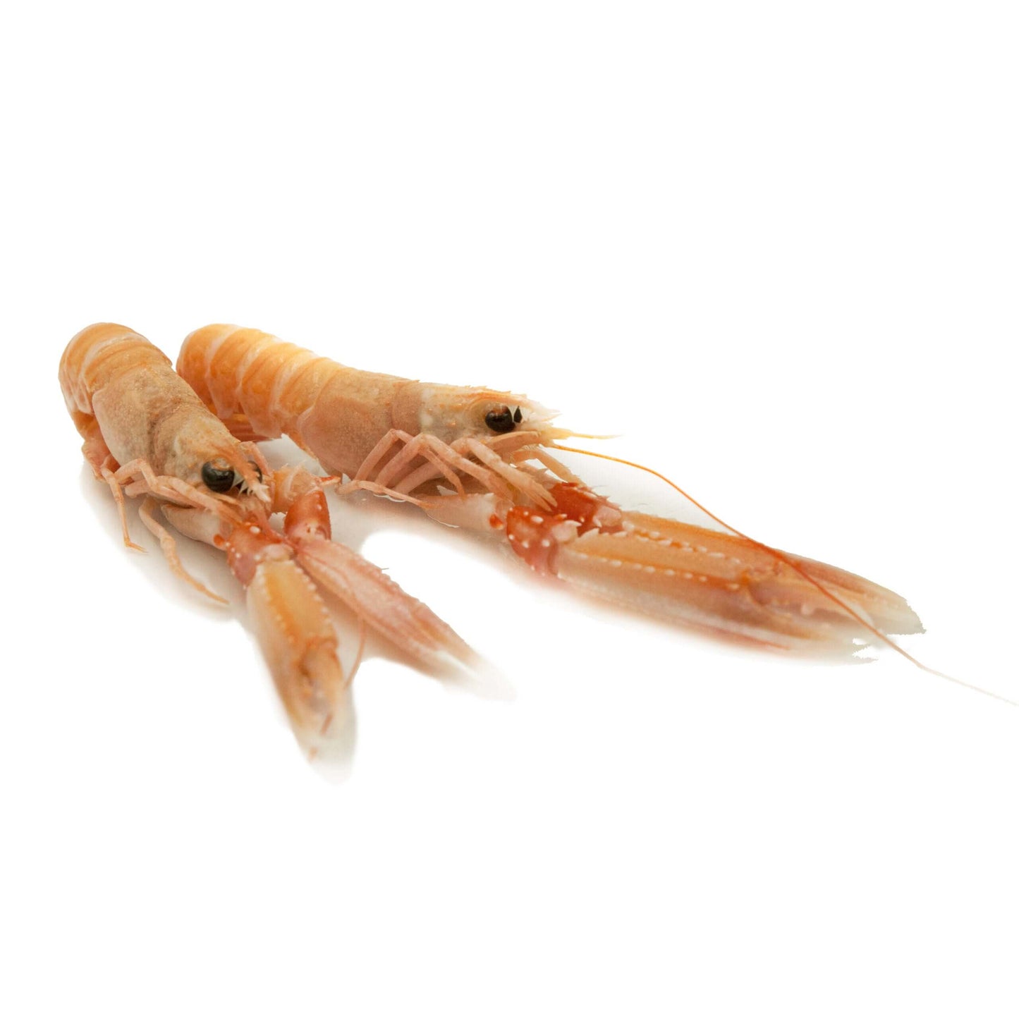 Acquista online gli scampi Sicilia - Crudi Orapesce